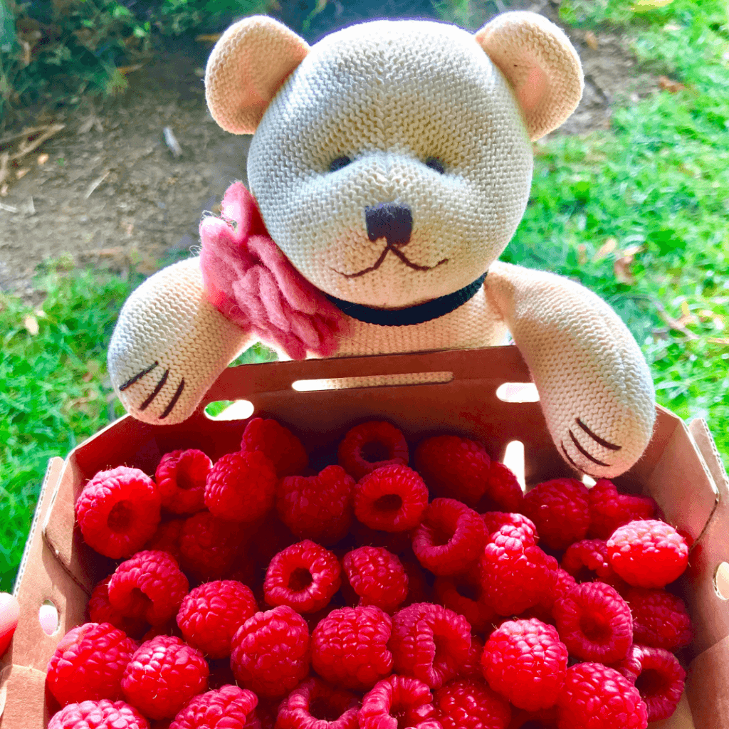 ours en peluche avec un cagot de framboises